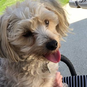 Meet your Posher, Colby